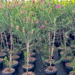 Tyčinkovec (Callistemon citrinus) ´VIOLACEUS´ výška: 100-130 cm, kont. C7L - NA KMIENKU, ružový